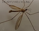Dead Fly Recycling. Upcycled Furniture from Cheshire