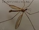 Dead Fly Recycling